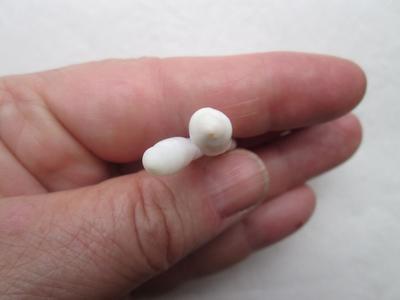 Two Long Natural Clam Pearls with Flame 36+mm for Sale