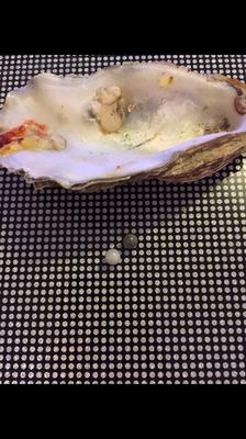 Two pearls found in one oyster