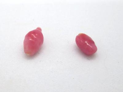 Two Reddish Conch Pearls 1.4ct total