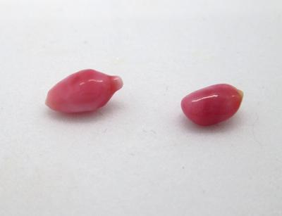 Two Reddish Conch Pearls 1.4ct total
