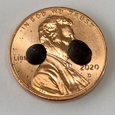 Two Small Dark Purple Quahog Pearls