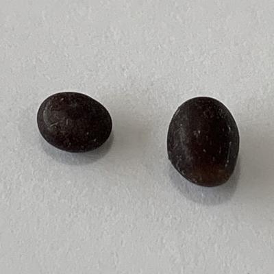 Two Small Dark Purple Quahog Pearls