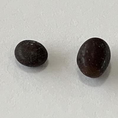 Two Small Dark Purple Quahog Pearls