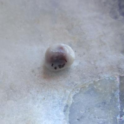 blue mussel pearl blue mussel pearl
