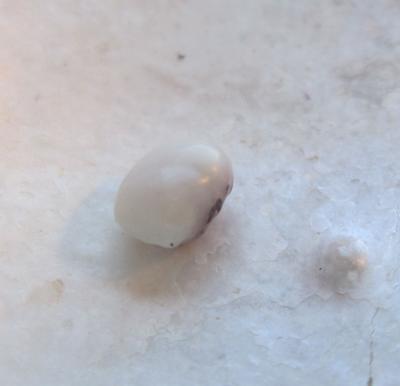 Two Toned Blue Mussel Pearl 4.5 x 3.5mm 0.5 carats