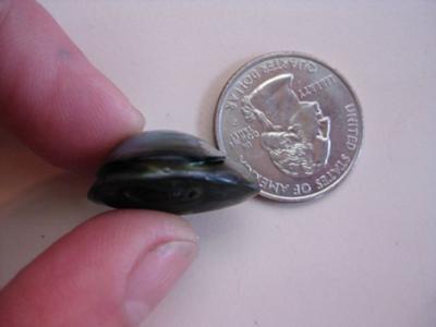 Curt's Abalone Pearl