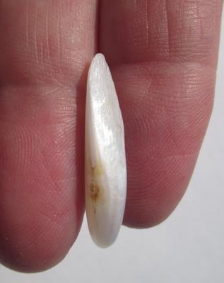 USA Natural Freshwater 4+ carat Spike Pearl 27mm