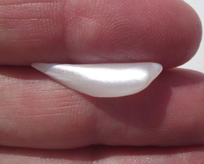USA Natural Freshwater Pearl Spike 25mm 2+ carats