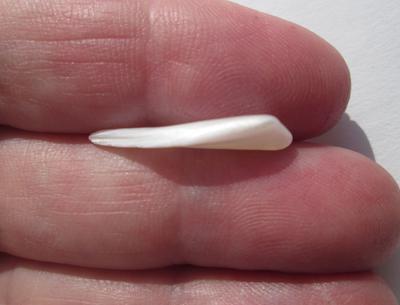 USA Natural Freshwater Pearl Spike 25mm 2+ carats