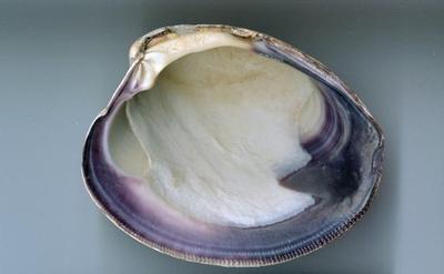Quahog shell