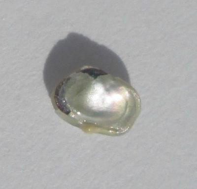 0.20 carat White Abalone Pearl for Sale