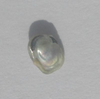 0.20 carat White Abalone Pearl for Sale