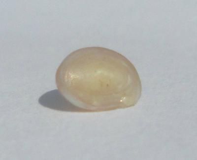 0.25 carat White Cone Shaped Abalone Pearl for Sale