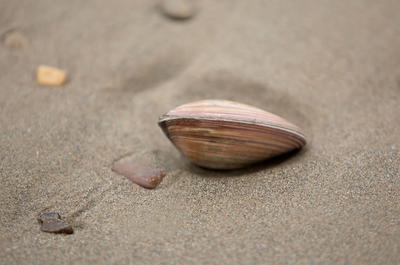 Pismo clams on beach