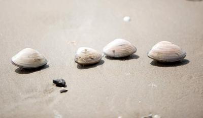 Pismo clams on beach