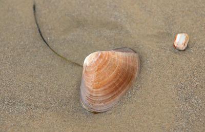 Pismo clams on beach