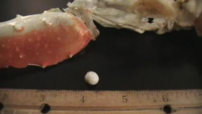 Pearl found in King Crab Leg