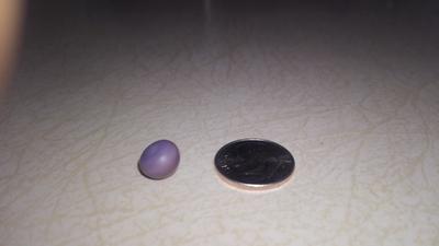 Wild quahog pearl found while clamming in New jersey