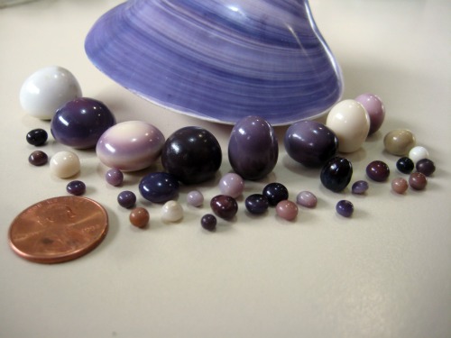 Quahog Pearls Photo