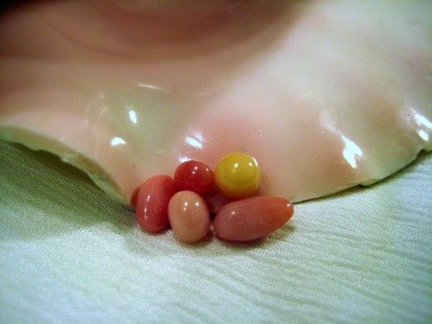5 Conch Pearls Photo
