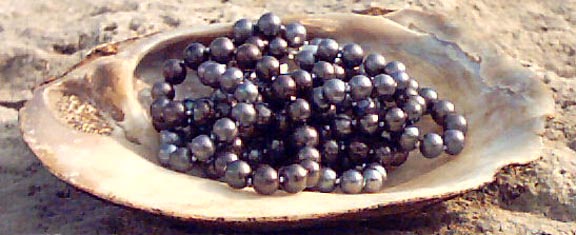 black pearls in shell black pearls in shell