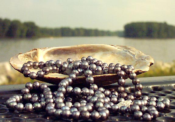 black freshwater pearls overflowing from shell by Mississippi River black freshwater pearls overflowing from shell by Mississippi River