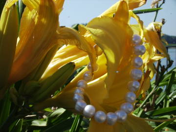 white pearls and yellow daylily white pearls and yellow daylily