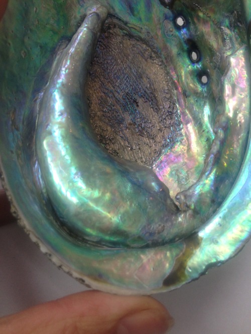 Large Abalone pearl in shell