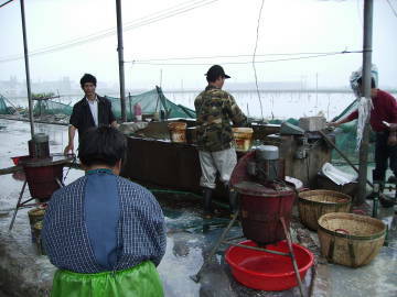 PEARL-HARVESTING-WASHING-TABLE