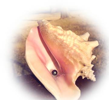 Tahitian pearl on conch shell Tahitian pearl on conch shell