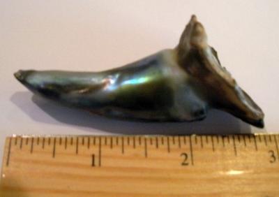 Abalone pearl 118 carats