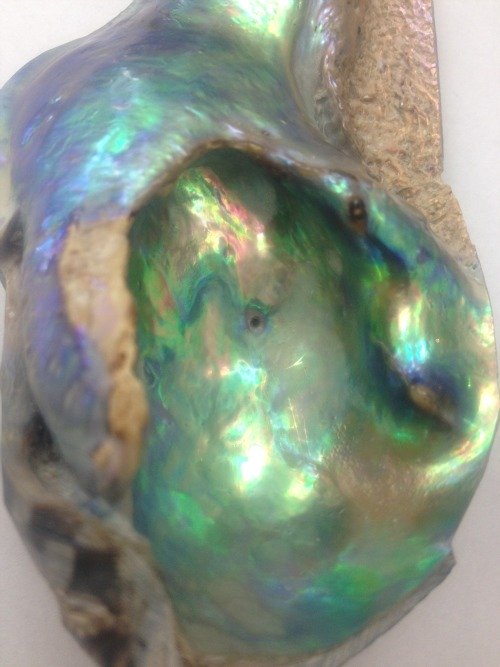 Abalone pearl 3.5 inches