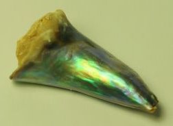 Abalone Pearl