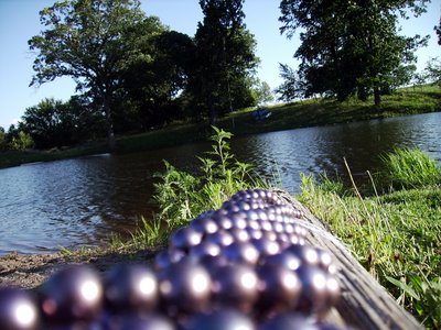 Black freshwater pearls Anderwood pond