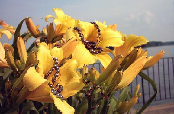 Black pearls on lilies by Mississippi River