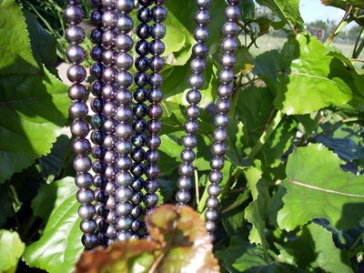 Black pearls on popular leaves