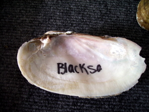 Blacksa mussel