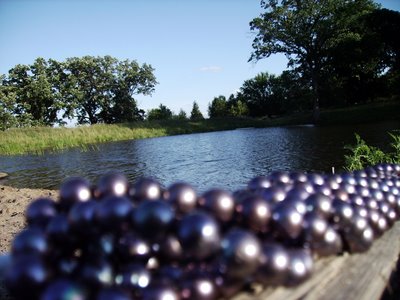 Black pearls Anderwood Pond Black pearls Anderwood Pond