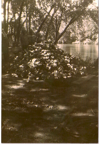 Clam Shells at clamming camp Clam Shells at clamming camp