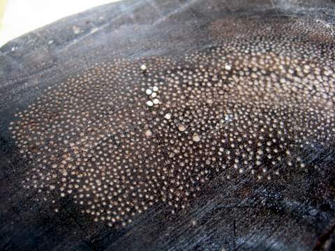 Coconut wood Coconut wood