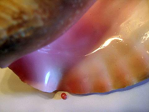 Conch Pearl Conch Pearl
