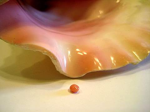 Conch Pearl