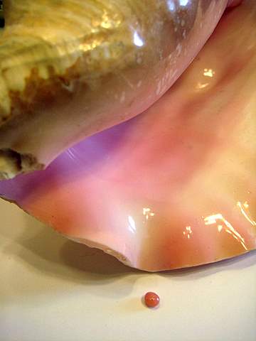 Conch Pearl