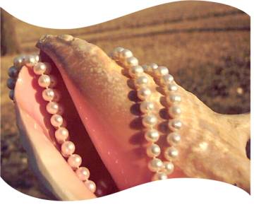 white pearls on conch shell white pearls on conch shell