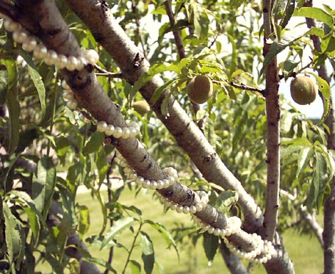 Peach Tree Pearls Peach Tree Pearls
