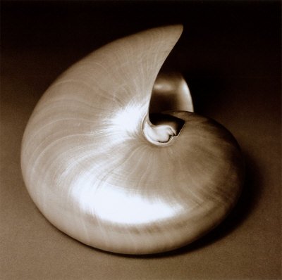 pearly chambered nautilus