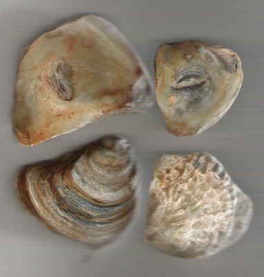 Petrified Oyster Photos Thames River Petrified Oyster Photos Thames River