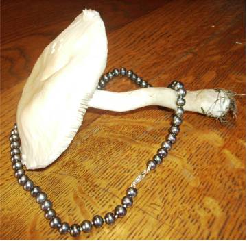 Photographs of pearl necklace