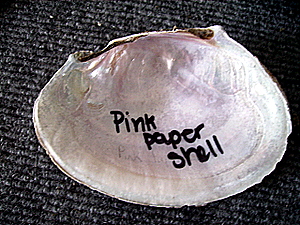Pink paper shell