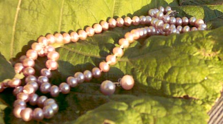 pink paerls on rhubarb